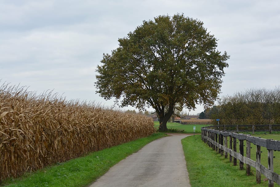 pathway surrounded by trees, road, nature, landscape, corn HD wallpaper