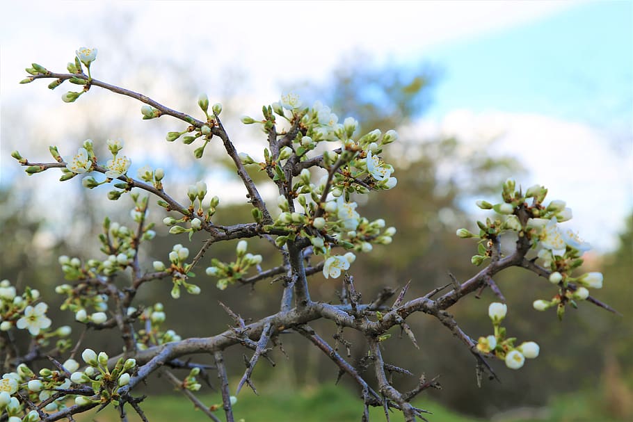 bud, tree, nature, flower, plant, flowering plant, growth, beauty in nature HD wallpaper