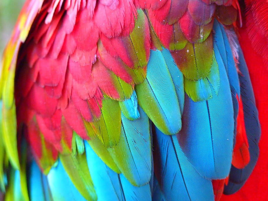 close-up photography of pink, blue, and green bird feathers, red, blue, HD wallpaper