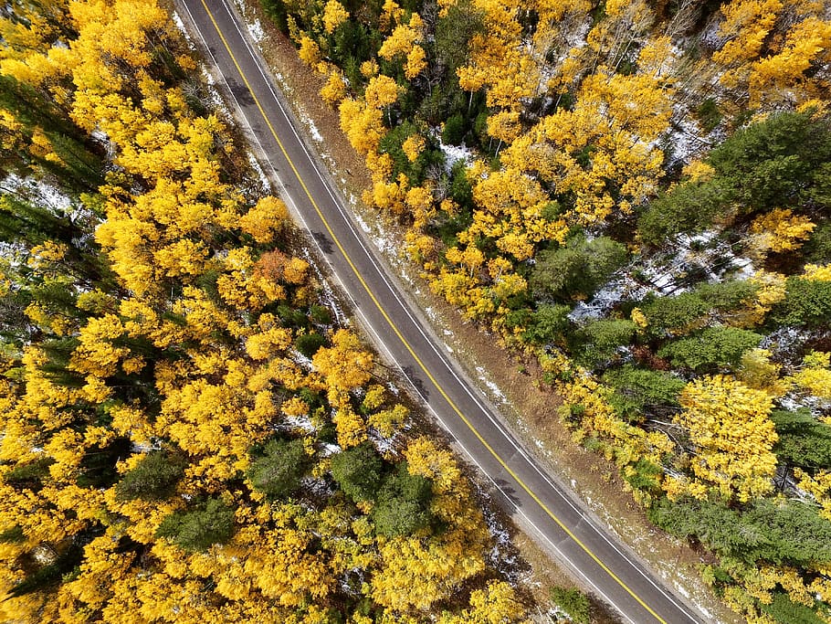 bird's-eye view photography of street road covered in yellow and green trees, HD wallpaper