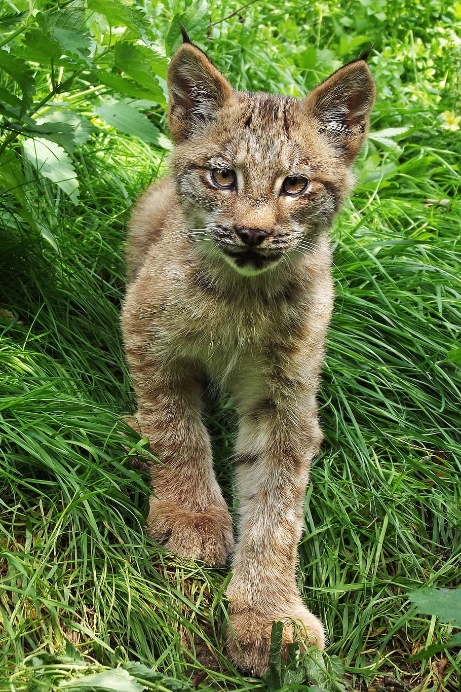 Kitten, Cub, Beast, Feature, one animal, grass, animal wildlife HD wallpaper
