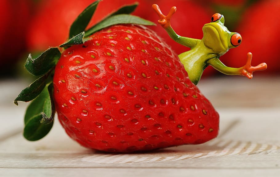 HD wallpaper strawberries frog funny fruit close fruits red sweet   Wallpaper Flare