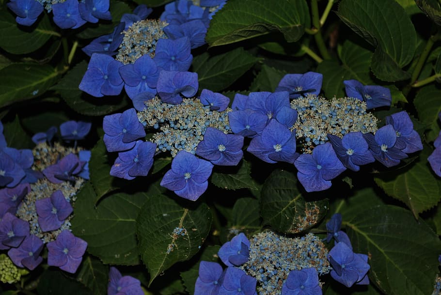 flower, summer, hydrangea, plant part, leaf, growth, flowering plant HD wallpaper