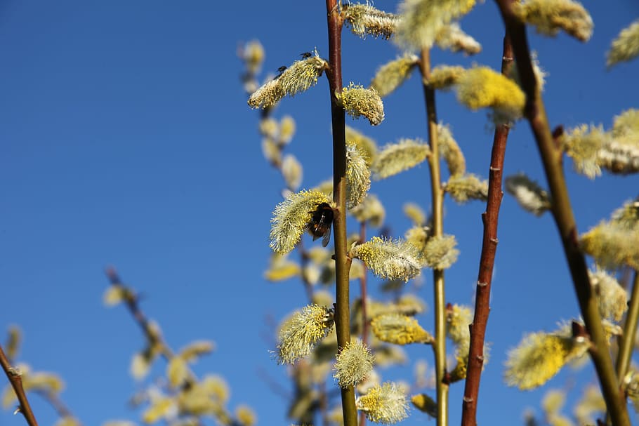 Spring, Verba, Bumblebee, Bloom, Insect, pollen, clear sky HD wallpaper