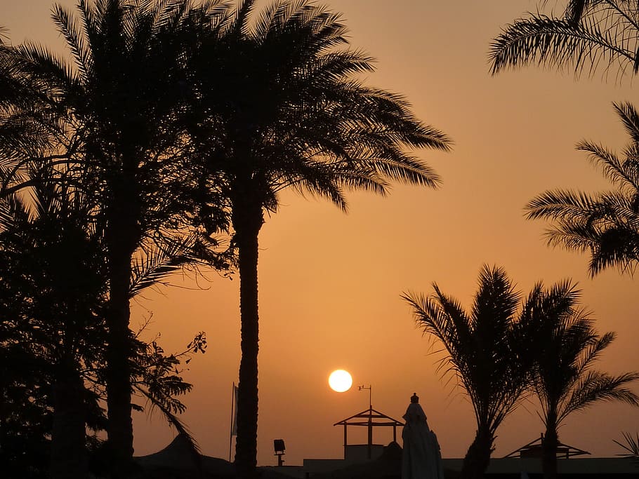 sunset, palm trees, romance, mood, shadow, sea, palm fronds HD wallpaper