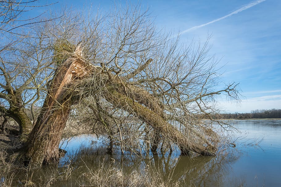 elbe, elbufer, river, nature, tree, wood, water, landscape HD wallpaper