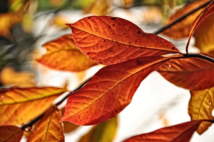 leaf, branch, tree, foliage, veins, autumn, autumn colours HD wallpaper