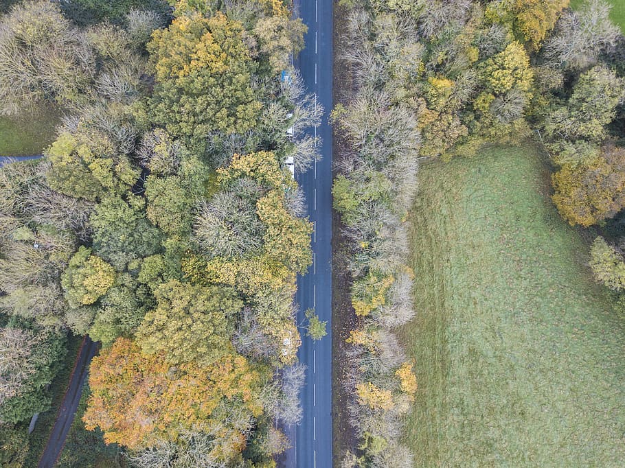 bird's photo of green and yellow trees and road, forest, straight road HD wallpaper