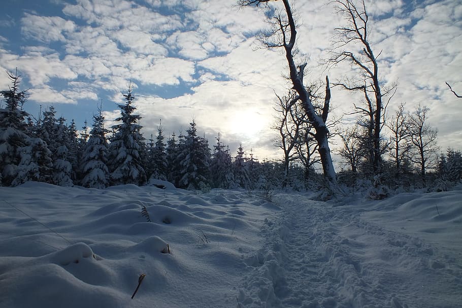 Snow, Sun, Winter, Evening, hertogenwald, trail, landscape HD wallpaper