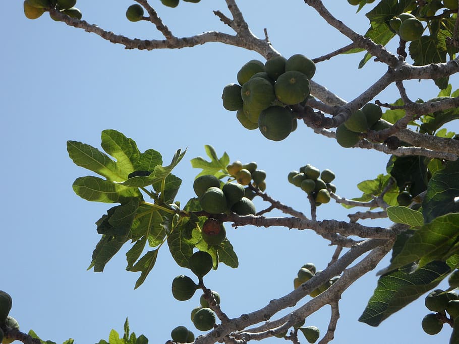 fig, fig tree, real coward, figs, fruit, eat, fruits, green HD wallpaper