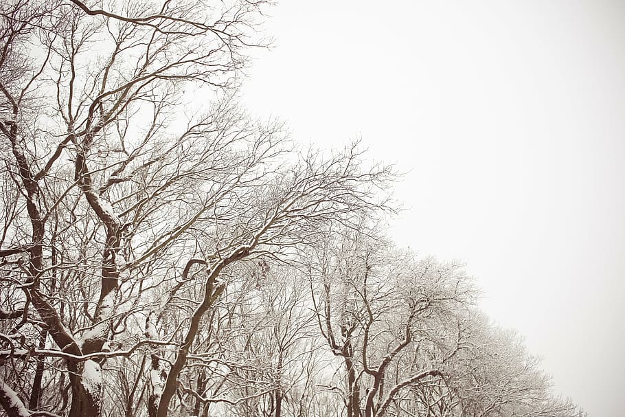 photo of brown trees covered with snow, winter, nature, dead HD wallpaper