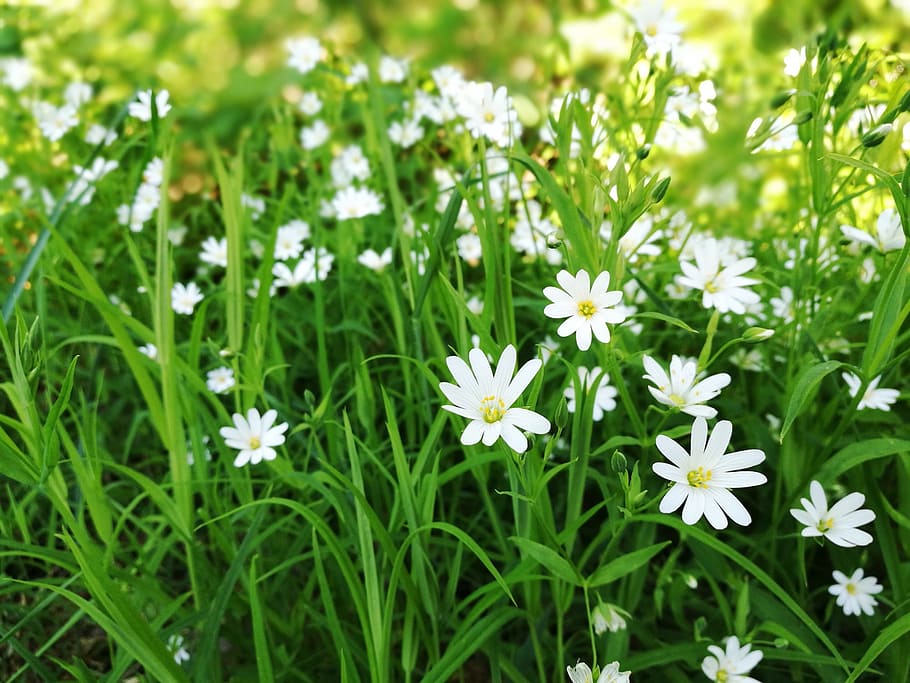 Summer, Sommar, Flower, White, blomma, sunny, meadow, nature HD wallpaper