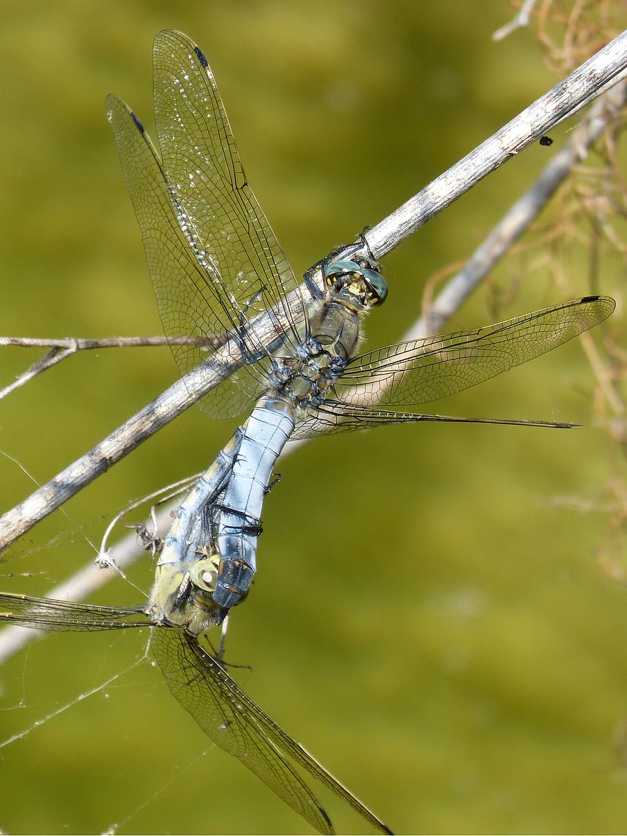 dragonfly, libellula fulva, blue dragonfly, pond, cabot bencossat, HD wallpaper
