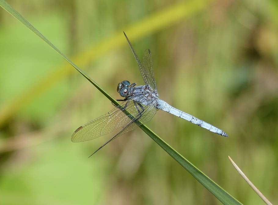blue dragonfly, leaf, greenery, wetland, orthetrum coerulescens, HD wallpaper