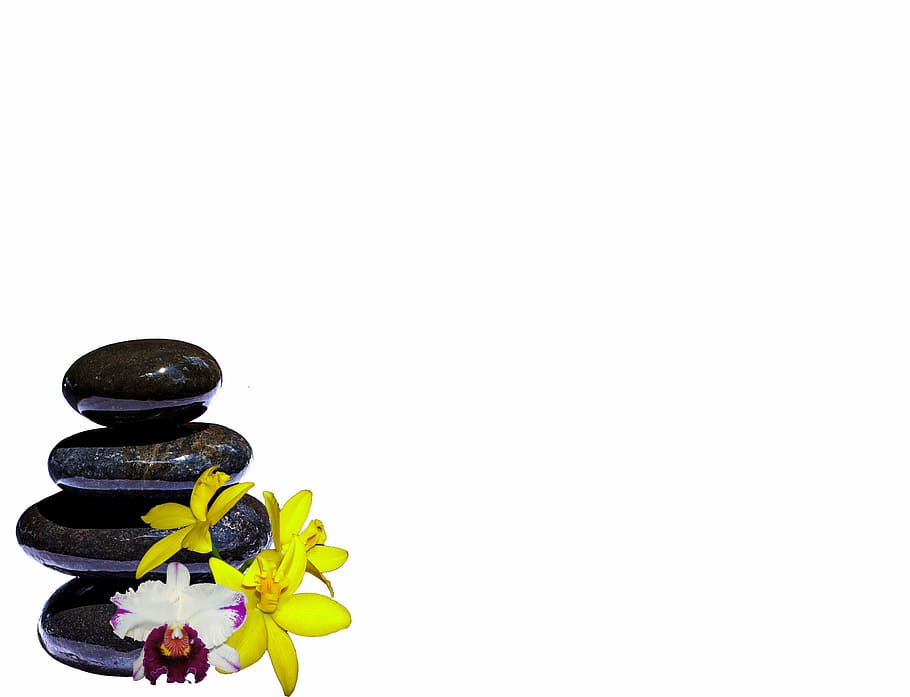 piles of black stones, orchids, composition, studio shot, white background HD wallpaper