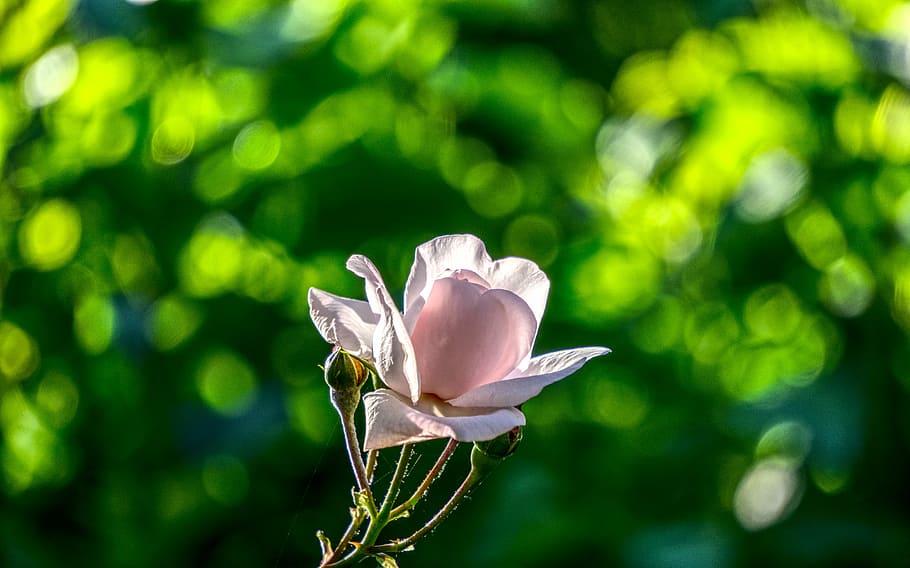 rose, blossom, bloom, pink, tender, hdr, high dynamic range HD wallpaper