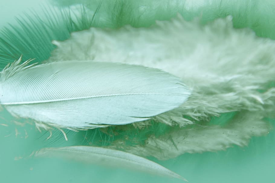 feathers, reflection, color, bird, fluffy, close-up, nature HD wallpaper