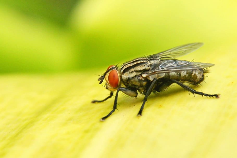 Insect, Bug, Fly, one animal, animal themes, animal wildlife HD wallpaper