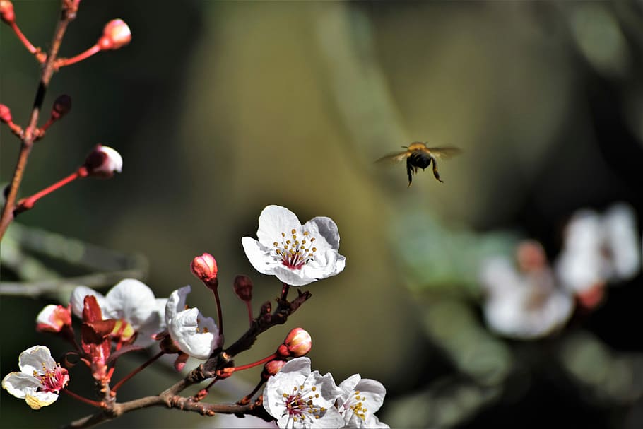 wildlife photography of bee and white petaled flower, flying bee beside white petaled flower in selective focus photography HD wallpaper