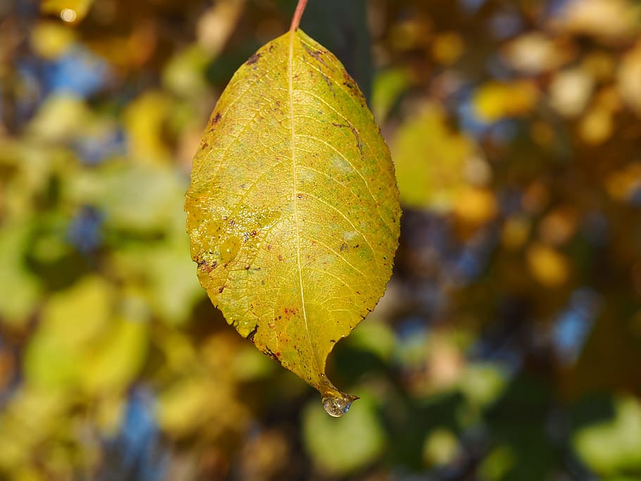 sun, fall foliage, autumn, view, bank, sky, nature, light, back light HD wallpaper