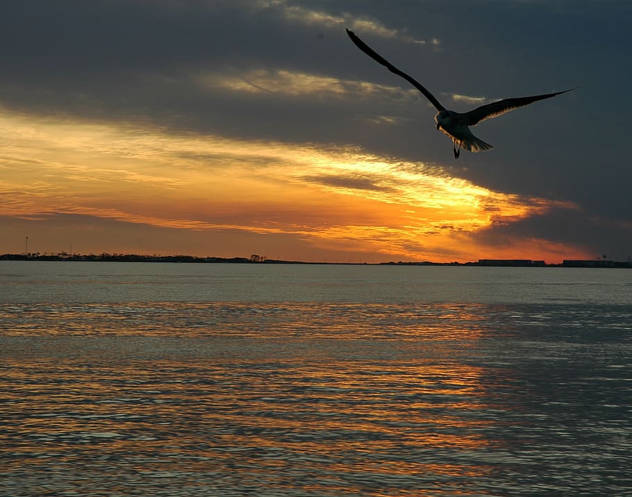 sunset, ocean, sea, nature, summer, landscape, beach sunset HD wallpaper