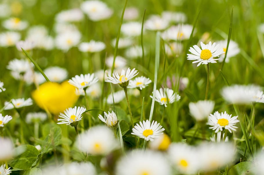 selective focus photography of white petaled flowers, daisies HD wallpaper