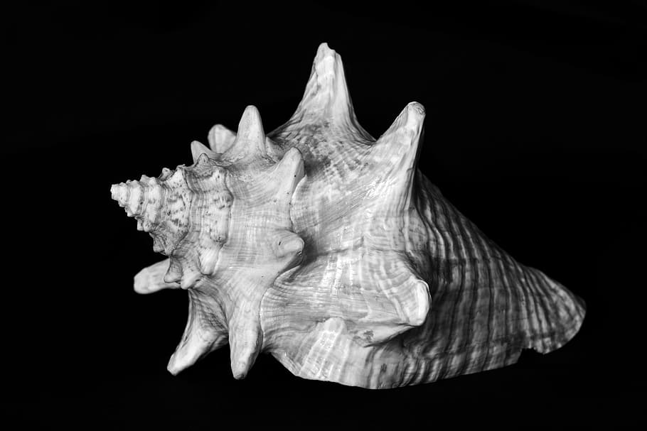 gray shell photography, sea, underwater world, beach, holiday HD wallpaper