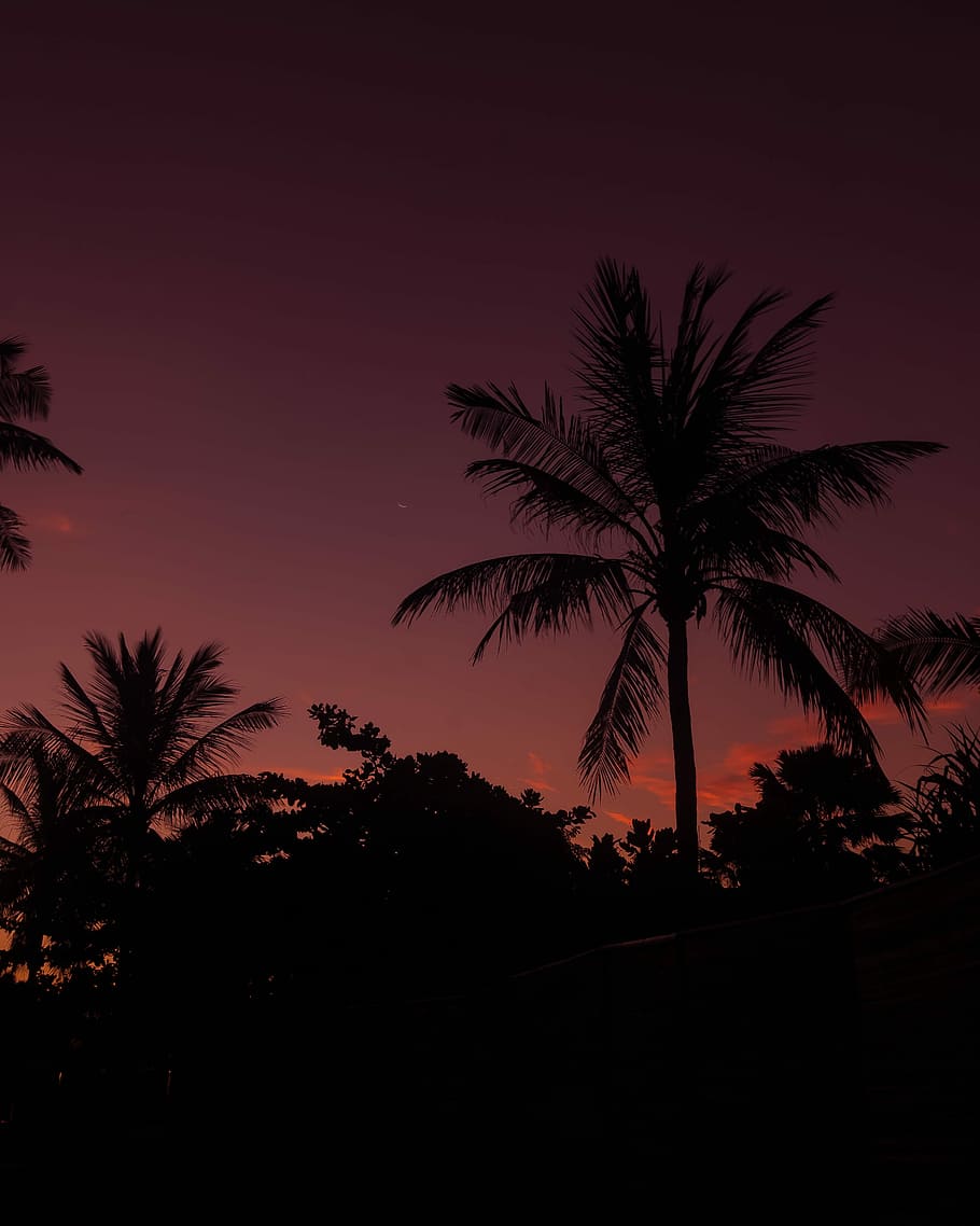photo of coconut tree during night time, silhouette of coconut palm tree, HD wallpaper