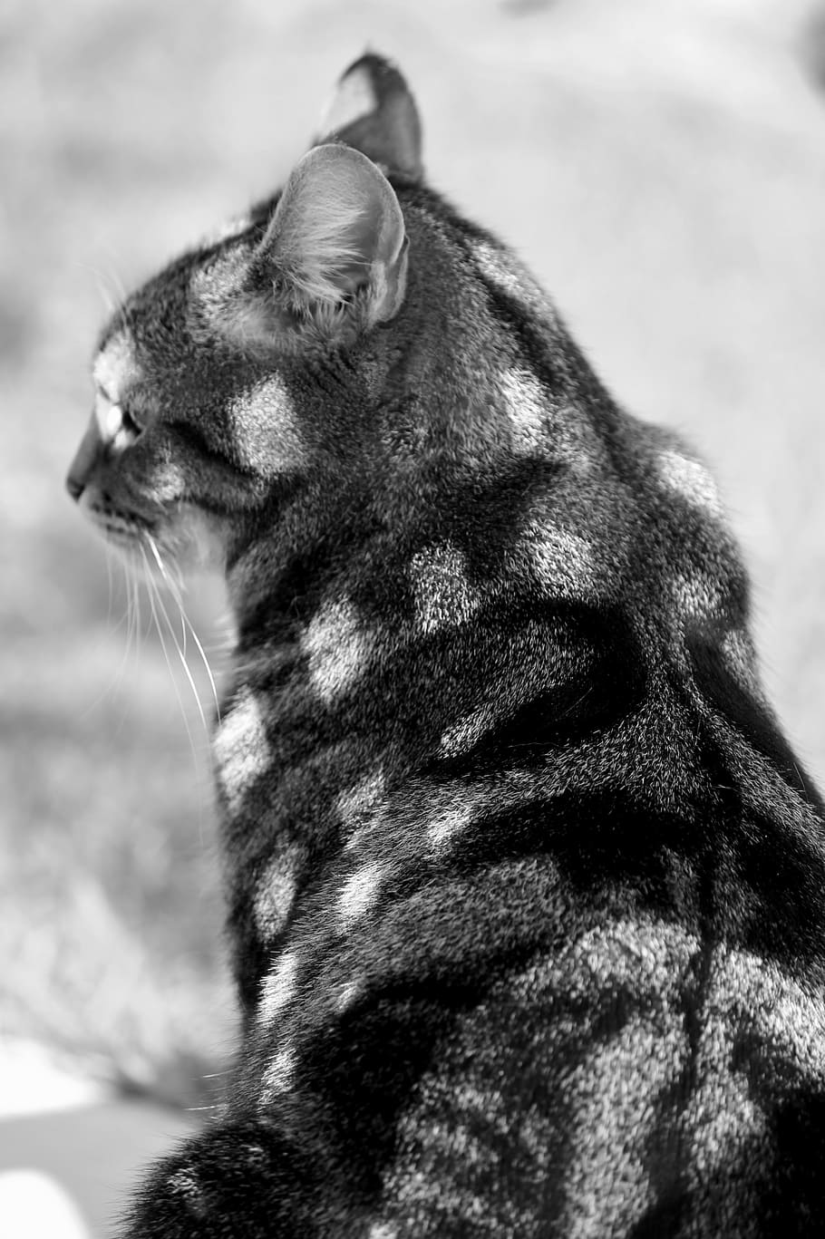 grayscale photo of cat, fur, chess board, pattern, shadow, shadow play HD wallpaper