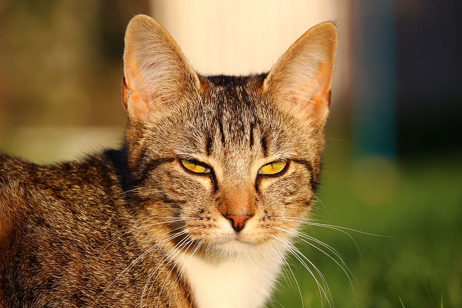 cat, kitten, mackerel, tiger cat, young cat, domestic cat, cat baby HD wallpaper
