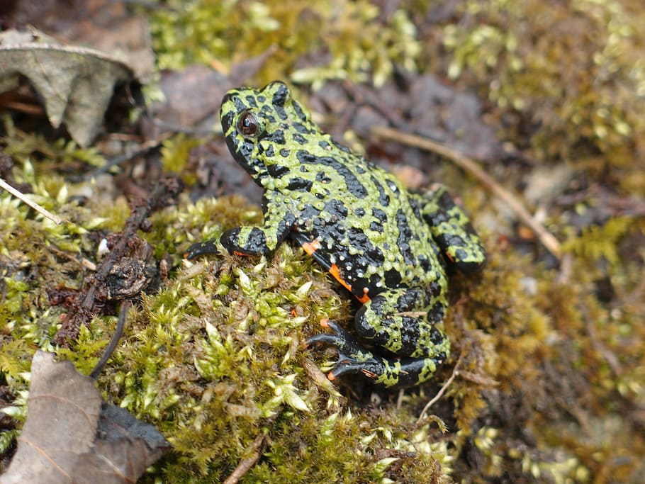 frog, shaman frog, spring, sir chips, nature, animal themes HD wallpaper