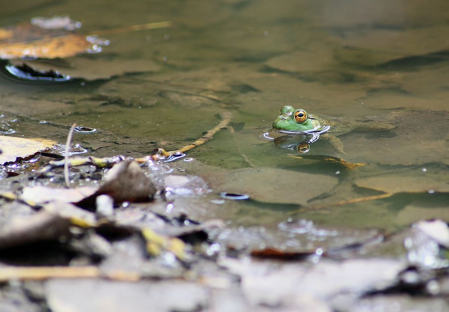 HD wallpaper: frog, toad, marsh, amphibian, marsh frog, environment