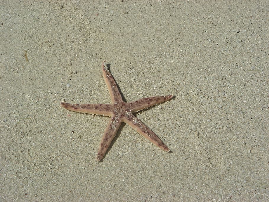 Starfish, Beach, Sand, sea, nature, summer, animal, no People HD wallpaper