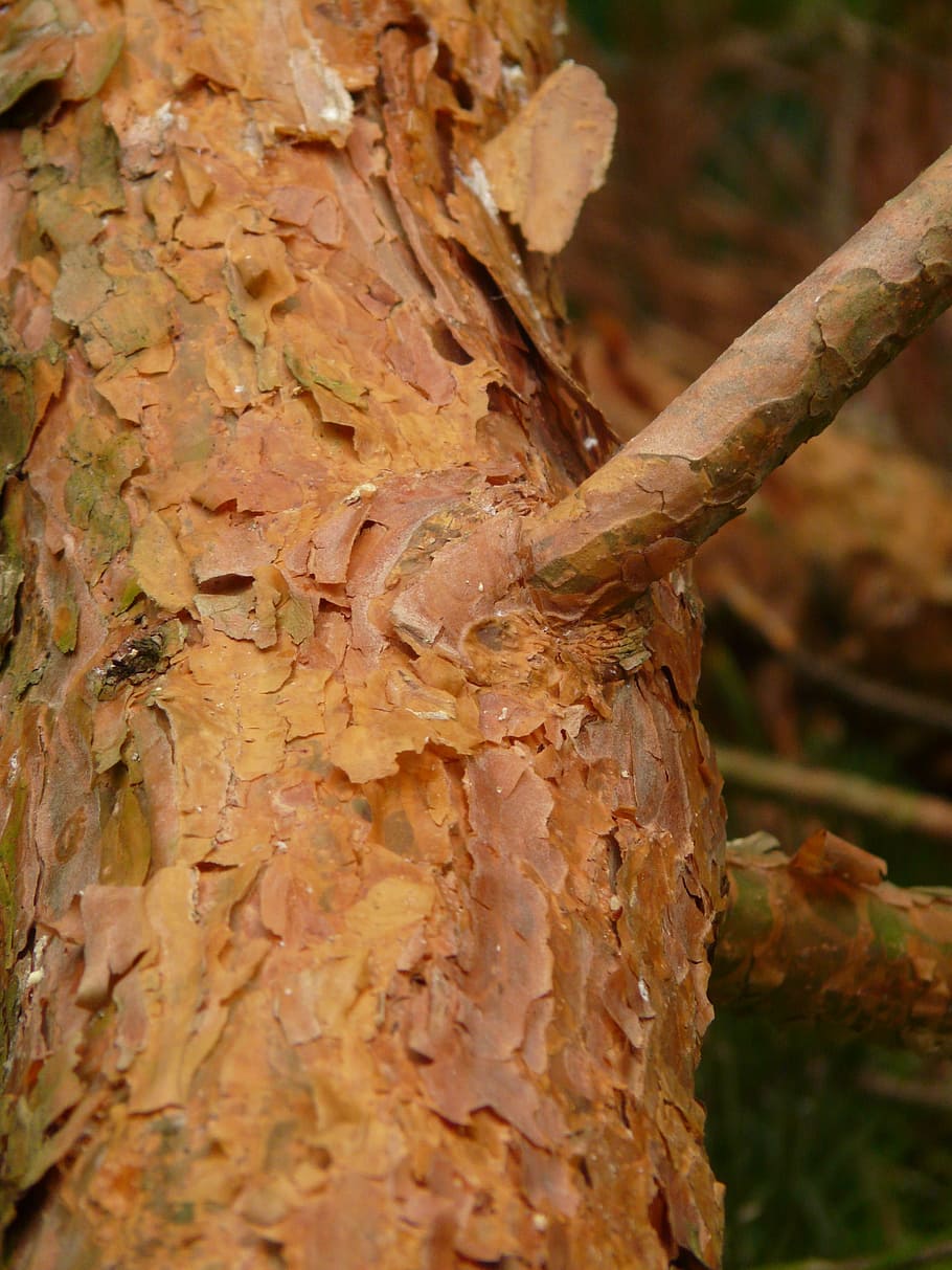 bark, pine, red, tree, branch, wood, tree trunk, plant, textured HD wallpaper