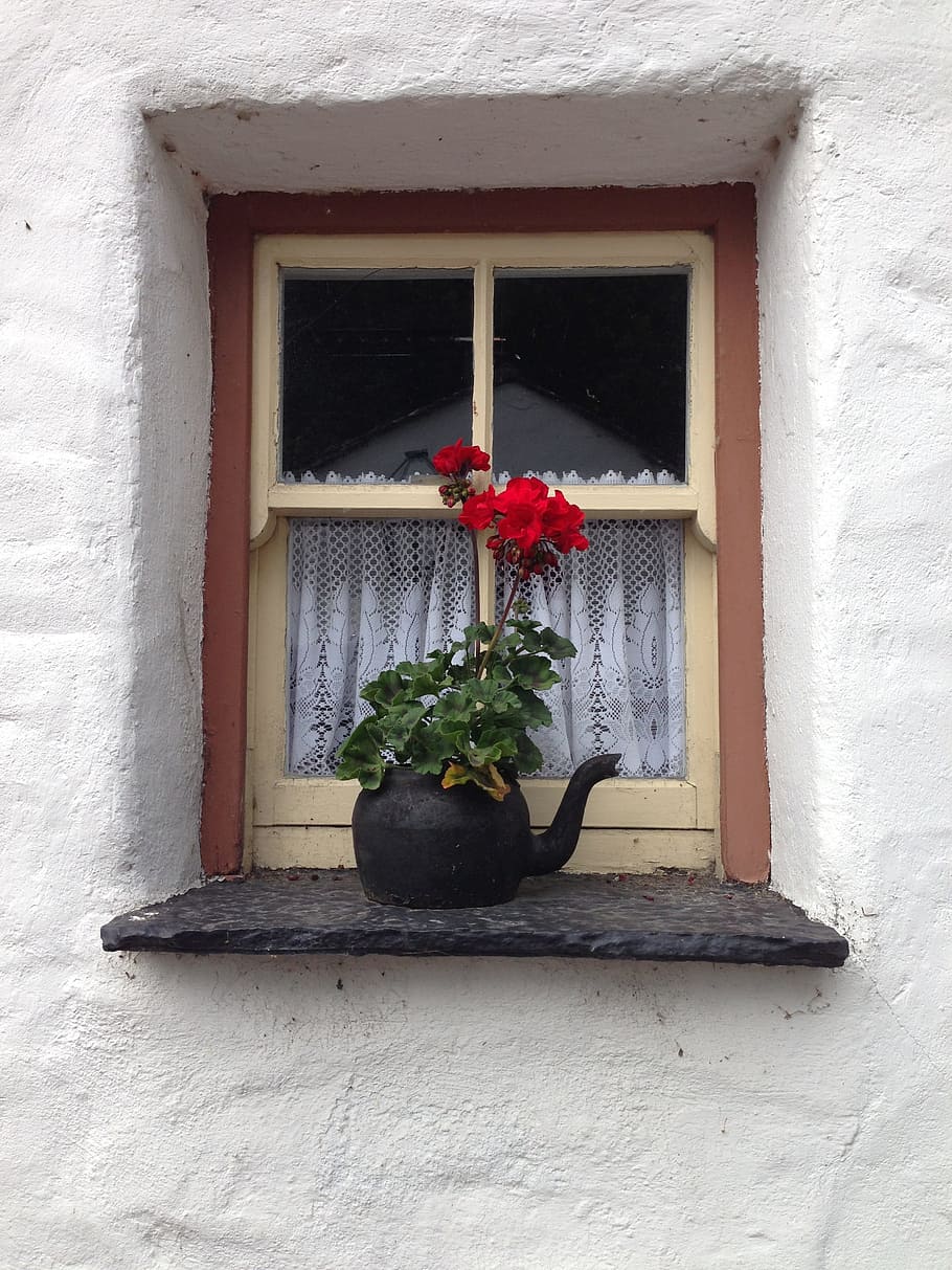 Window, Ireland, Teapot, Geranium, outdoors, decoration, rustic HD wallpaper