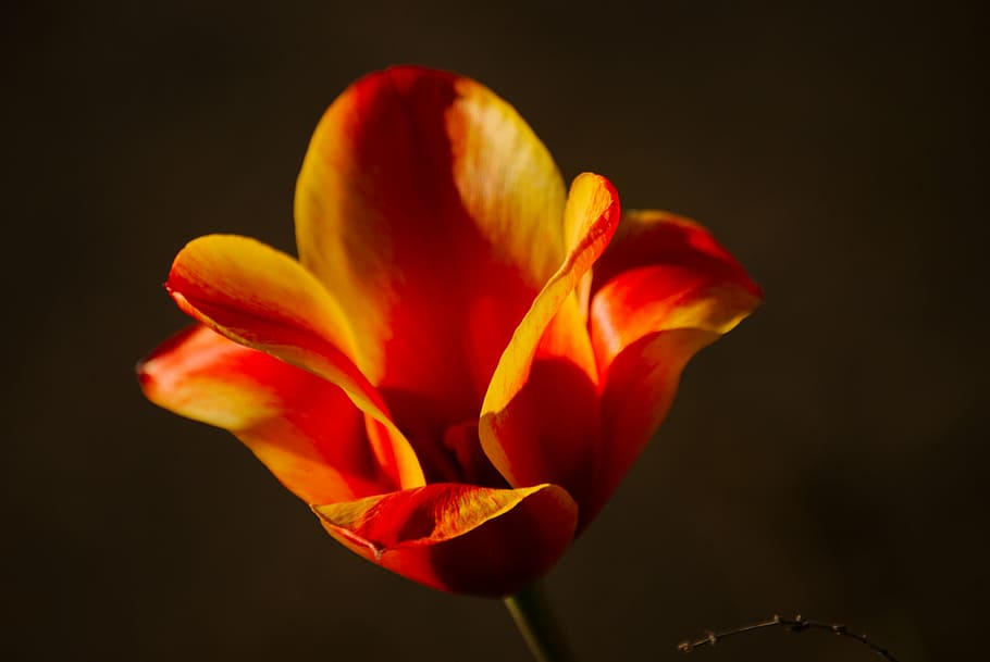 sun, spring, sunny, nature, sunlight, blossom, bloom, rest HD wallpaper