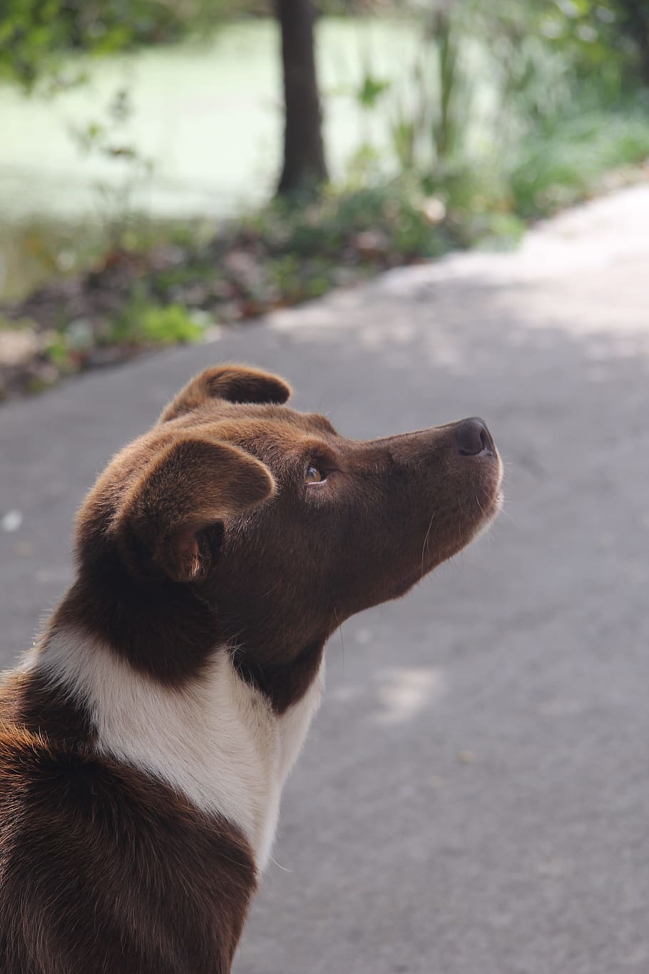 Dog, Look, Silhouette, pets, animal, outdoors, canine, cute HD wallpaper
