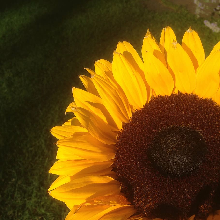 sunflower, shadow, yellow, colored, fresh, nature, large, macro HD wallpaper