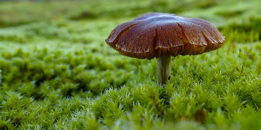 mushroom, moos, green, nature, forest, autumn, macro, fungus, HD wallpaper