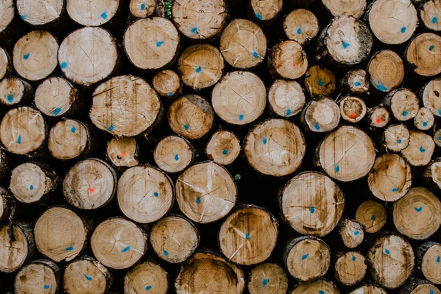 shallow focus photo of brown firewoods, wooden tree log lot, cut HD wallpaper