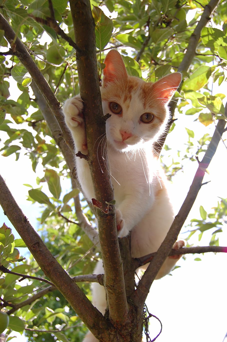 cats, tree, mammals, hangover, red, white, climbing, one animal HD wallpaper
