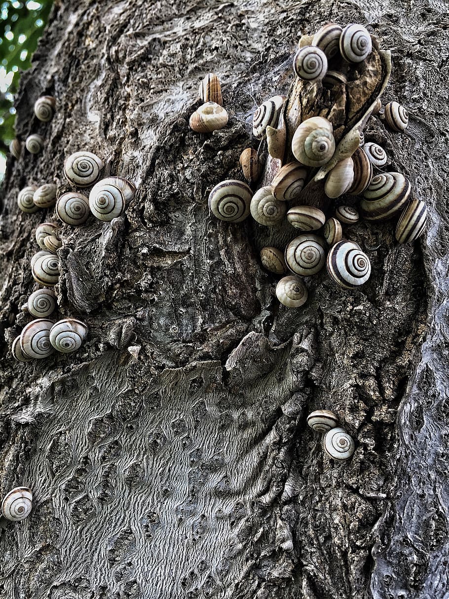 snails, shelled, texture, tree, close-up, no people, textured HD wallpaper