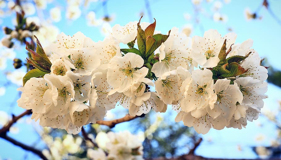closeup photo of white cherry blossom flowers, spring, nature HD wallpaper