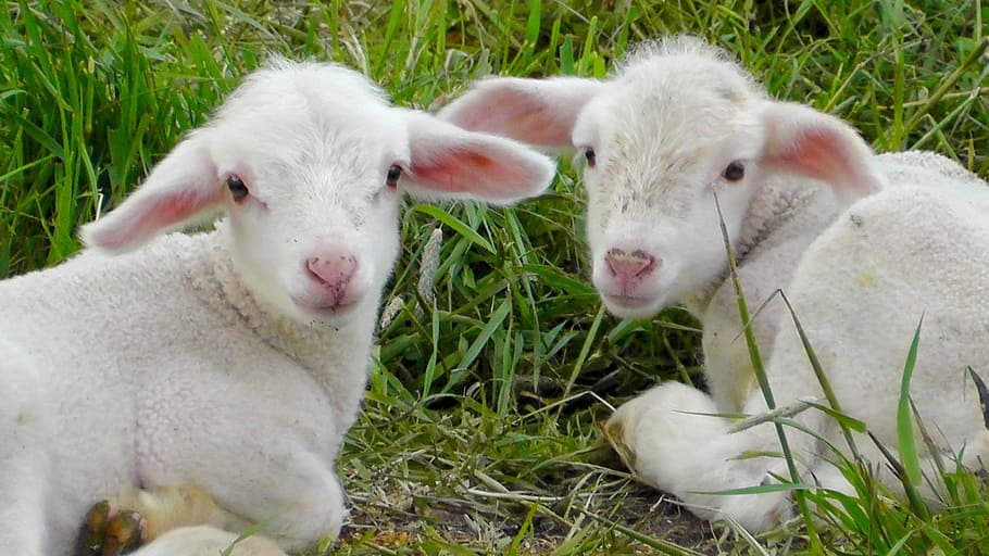 two white goat kids, lambs, schäfchen, animals, sheep, nature HD wallpaper