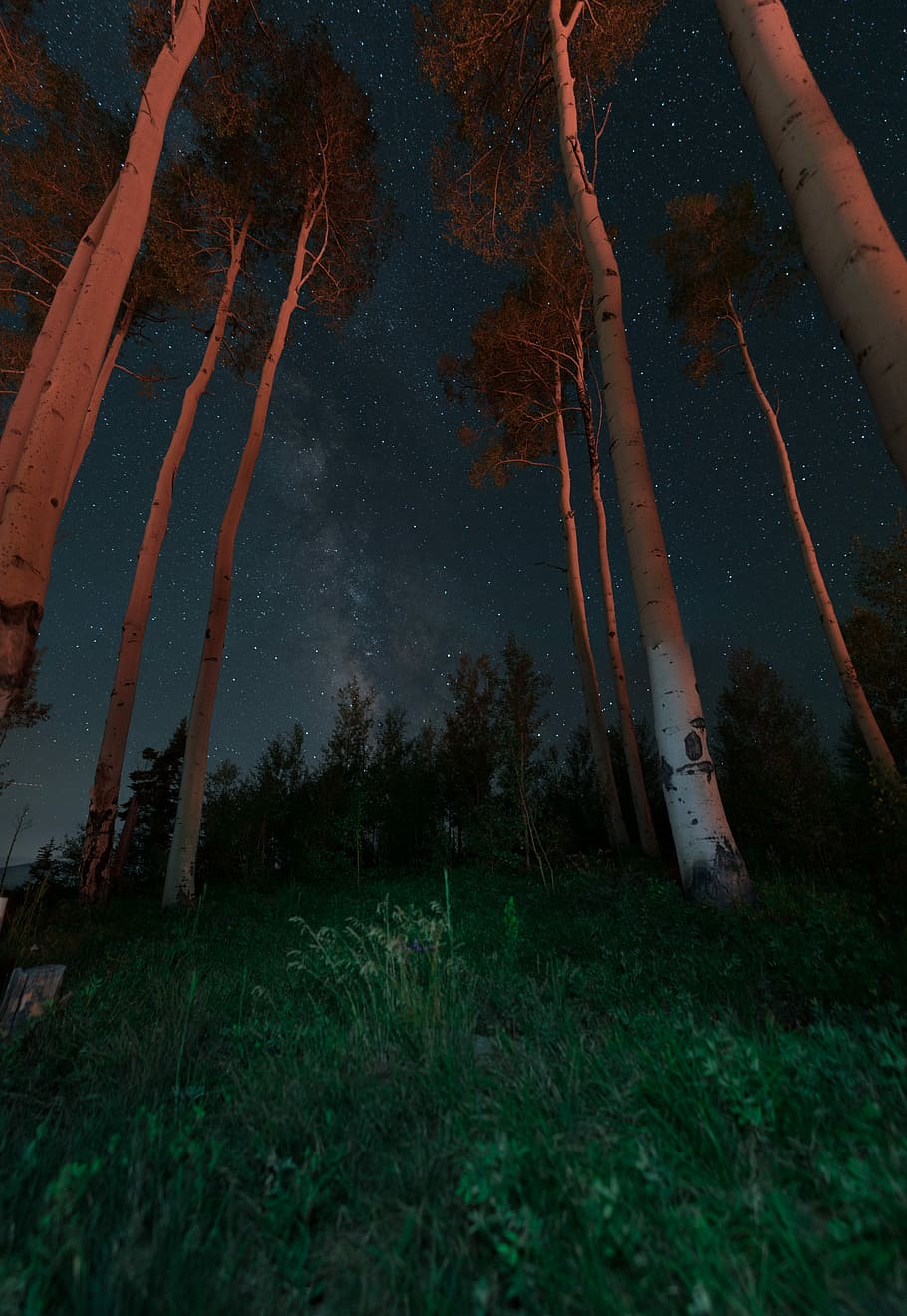 landscape photography of trees, brown trees, forest, night, aspen HD wallpaper