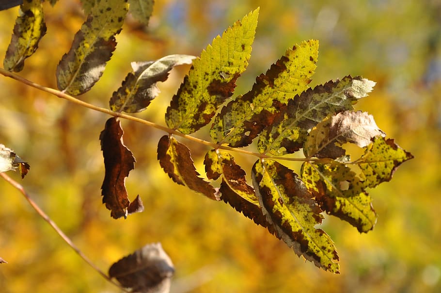 Leaf, Tree, Forest, Yellow, autumn, one animal, animals in the wild HD wallpaper