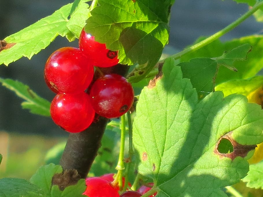 currant, red, berries, fruit, plant, healthy eating, plant part HD wallpaper