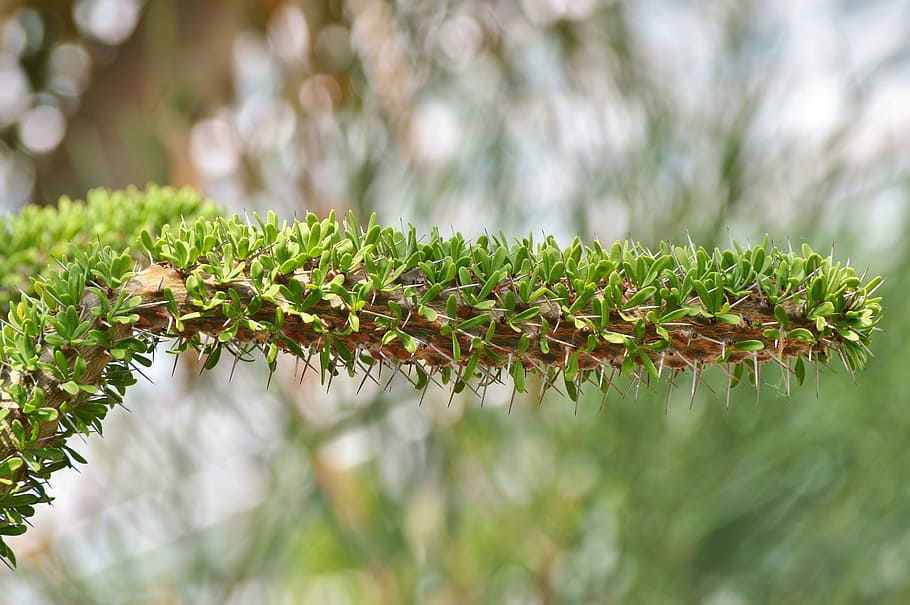 Cactus, Spur, Plant, green, prickly, thorns, nature, pointed HD wallpaper