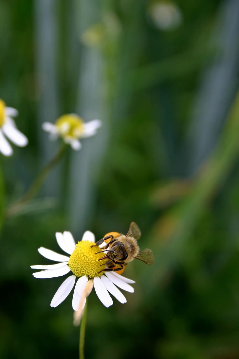 Bee, Honey, Honey Bee, Insect, Blossom, Bloom, close, pollen, HD wallpaper