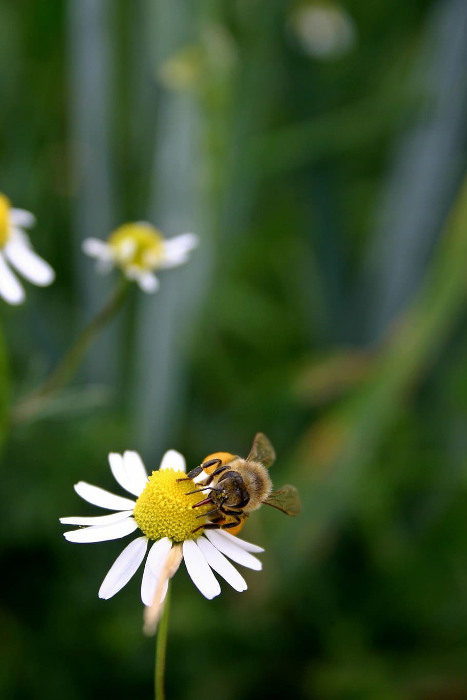 Bee, Honey, Honey Bee, Insect, Blossom, Bloom, close, pollen HD wallpaper